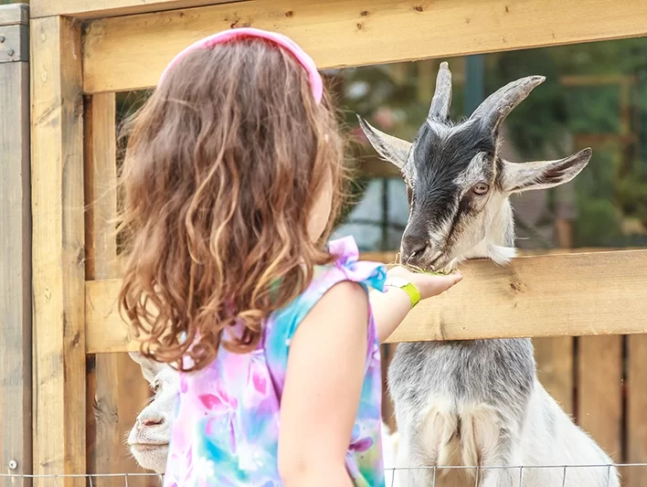 Séjours et vacances à la ferme en famille « En compagnie des animaux »